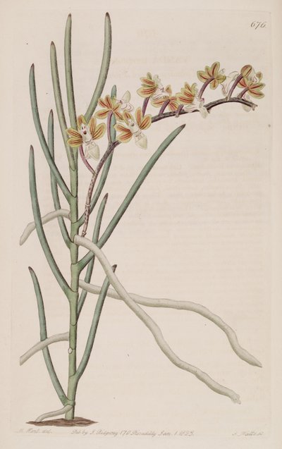 Illustration von Cleisostoma simondii (als syn. Vanda teretifolia) von M. Hart